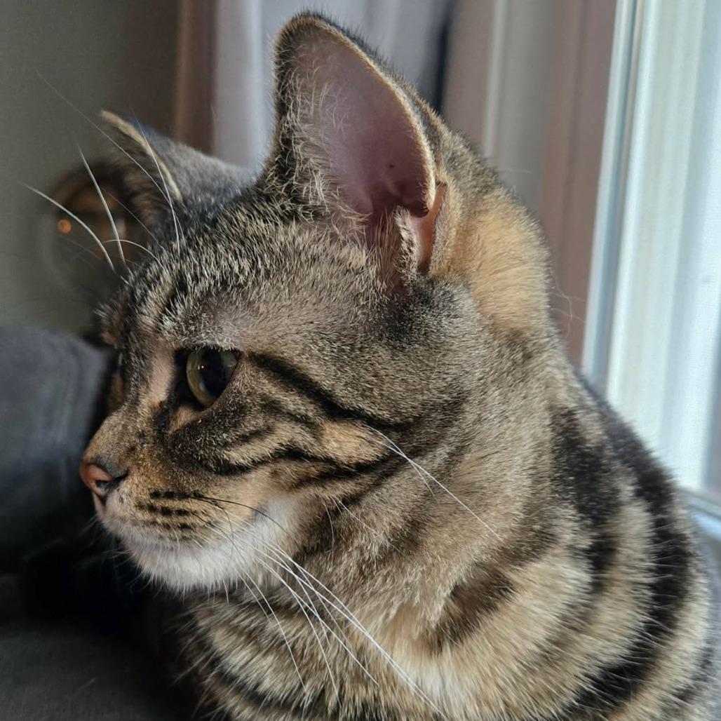 Eclipse, a Adoptable Domestic Short Hair in Plainfield, IL image 4/6