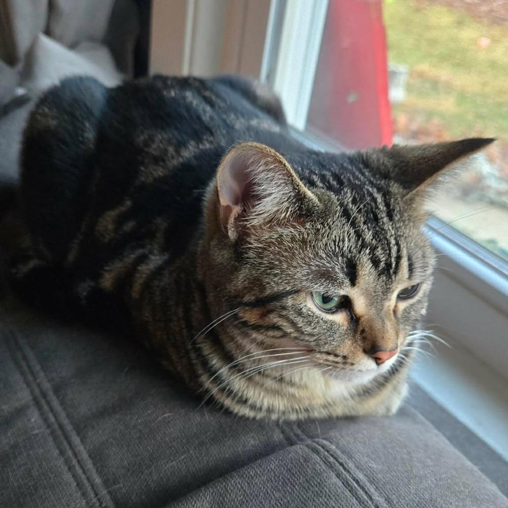 Eclipse, a Adoptable Domestic Short Hair in Plainfield, IL image 5/6
