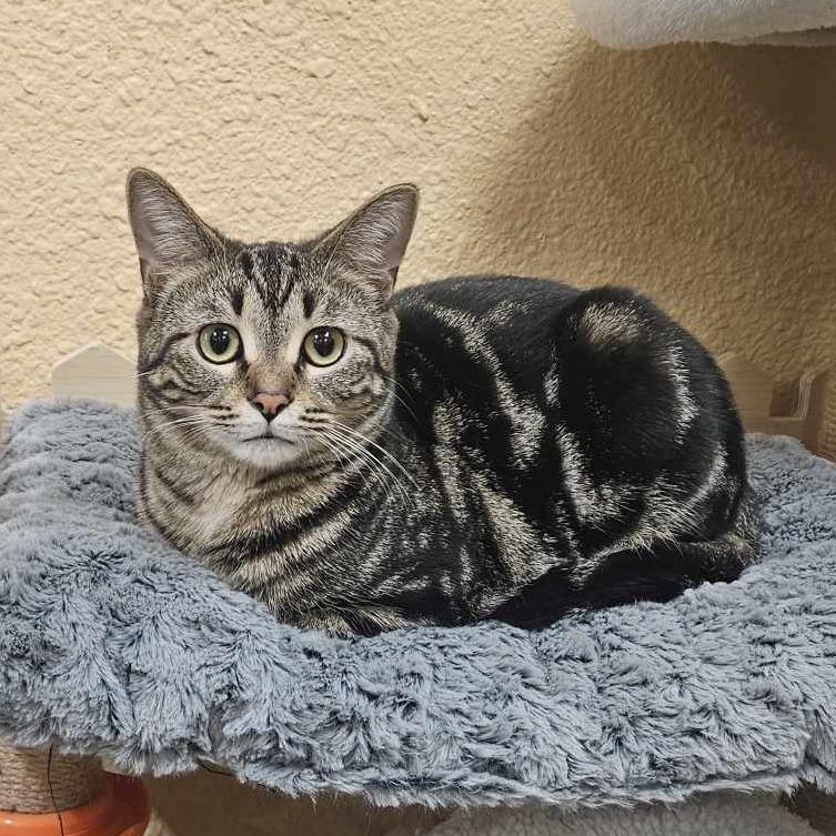 Eclipse, a Adoptable Domestic Short Hair in Plainfield, IL image 6/6