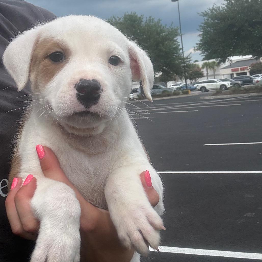 Enlarge Manny, a Adoptable mixed breed in North Charleston, SC image 1/1