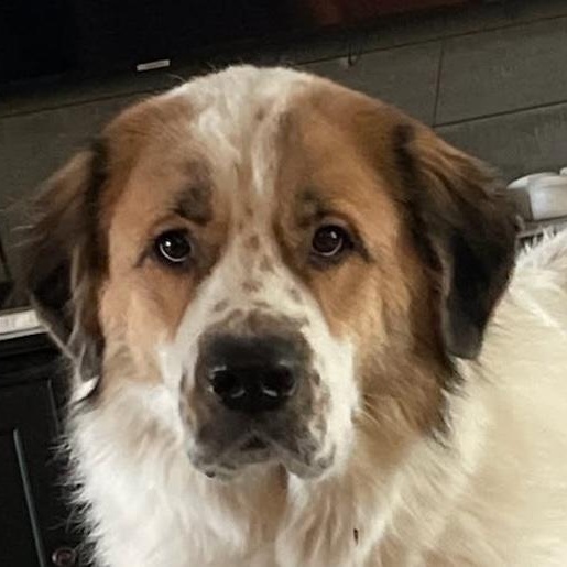Hank, Adult Male unknown