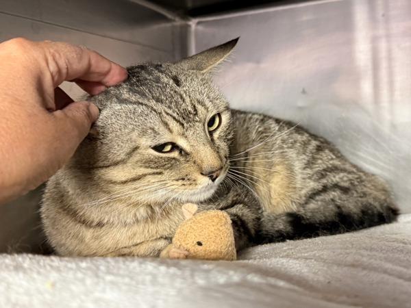 Sumo, Adoptable, Young Male Domestic Short Hair.