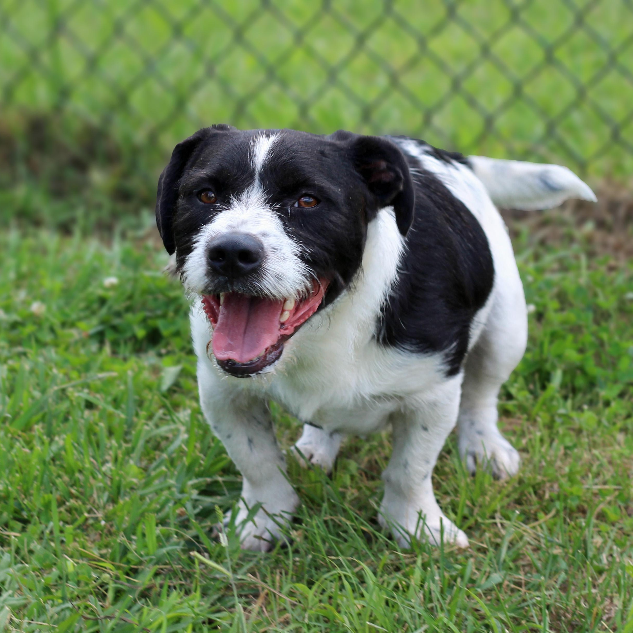 Chewy, ADOPTABLE, Adult Male Jack Russell Terrier & Basset Hound.