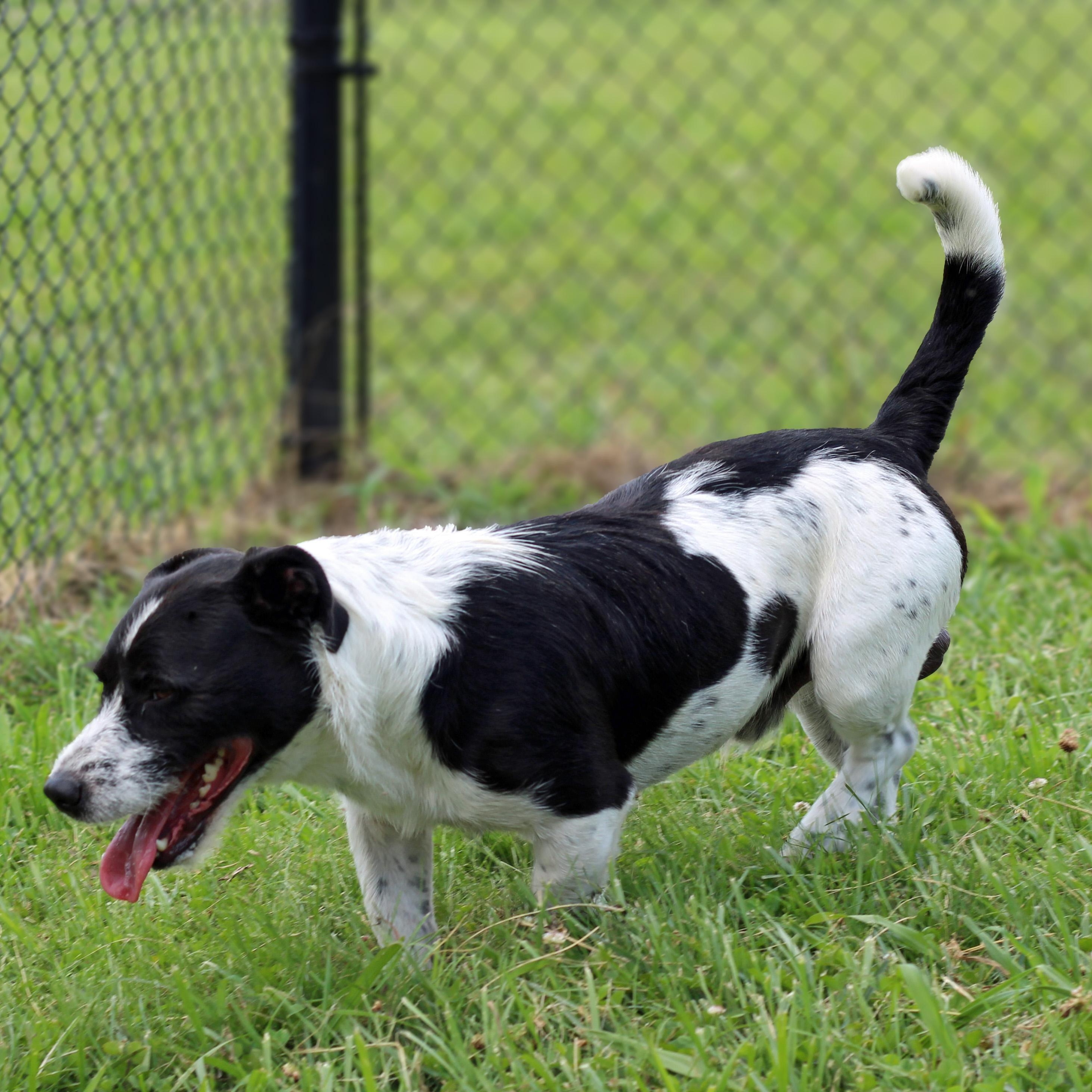 Enlarge Chewy, an adopted mixed breed in Lebanon, TN image 6/6