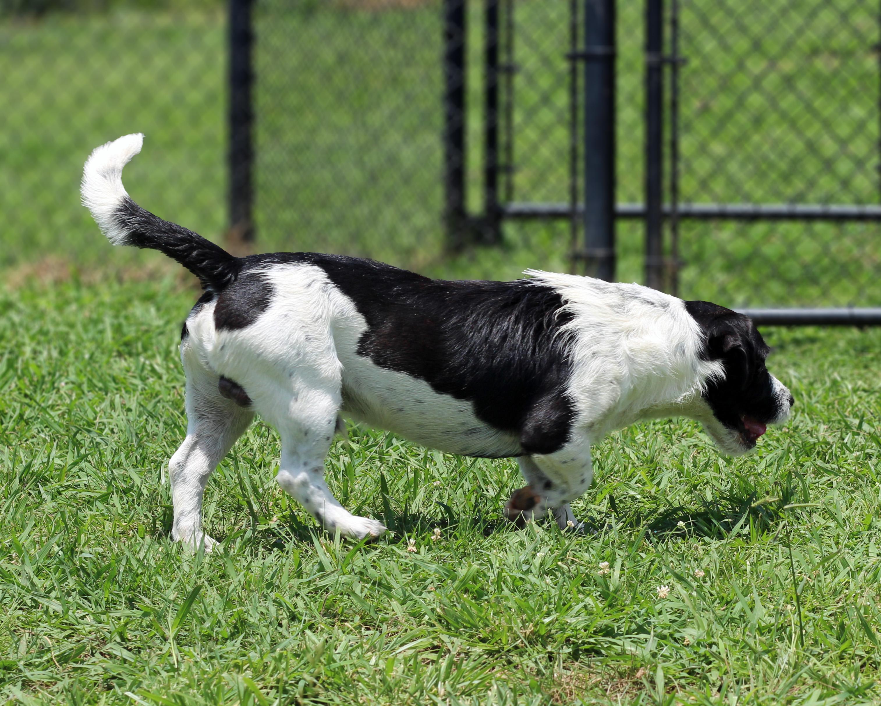 Enlarge Chewy, an adopted mixed breed in Lebanon, TN image 3/6
