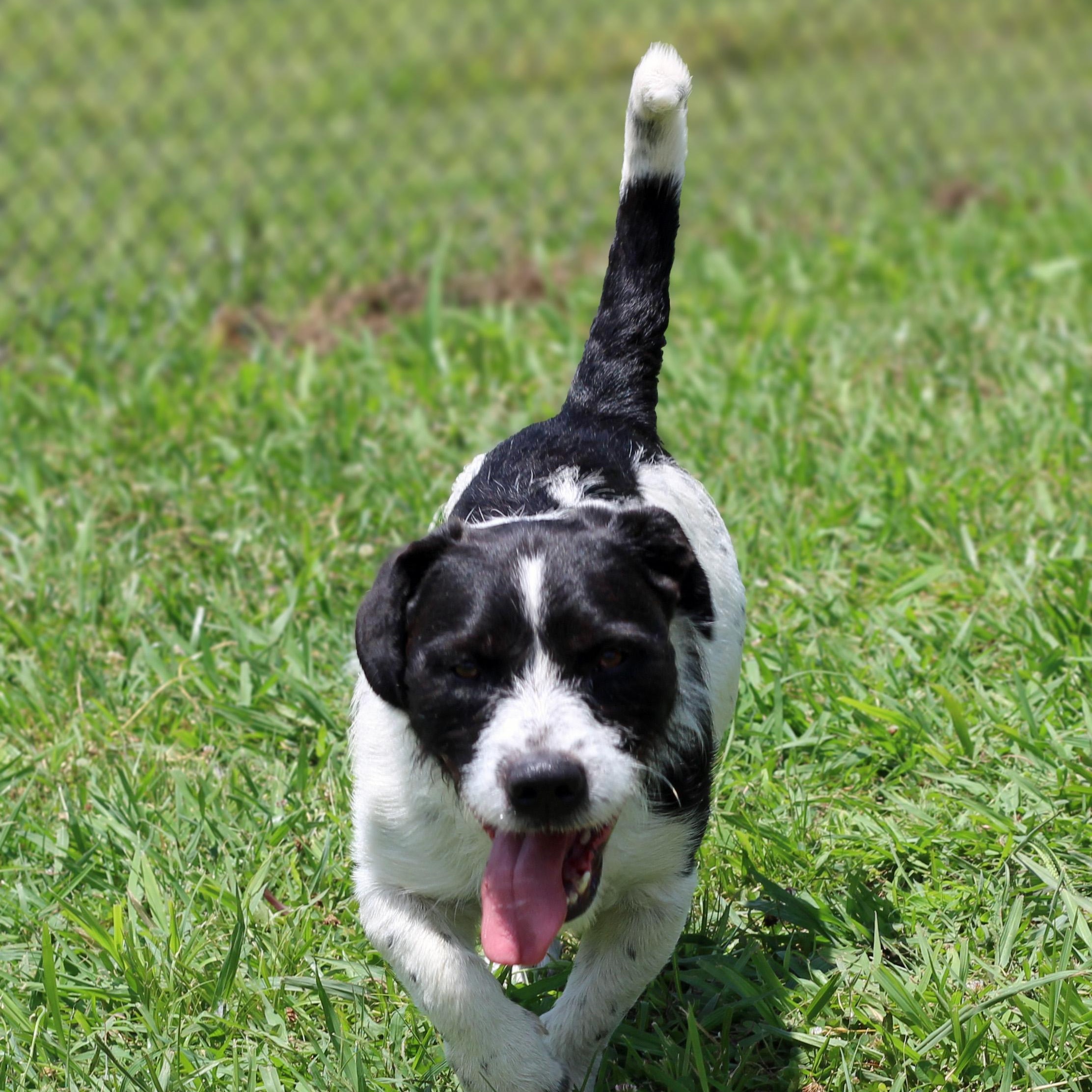 Enlarge Chewy, an adopted mixed breed in Lebanon, TN image 4/6
