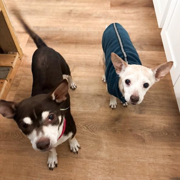 Geezer & Grover, ADOPTABLE, Senior Male Chihuahua & Terrier.
