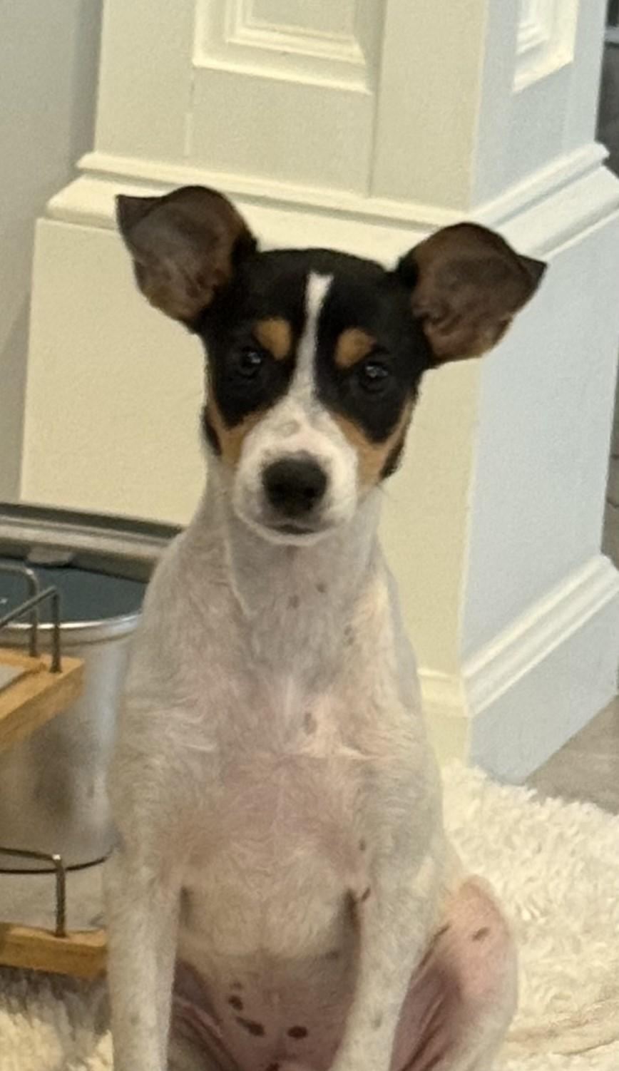 Cosmo