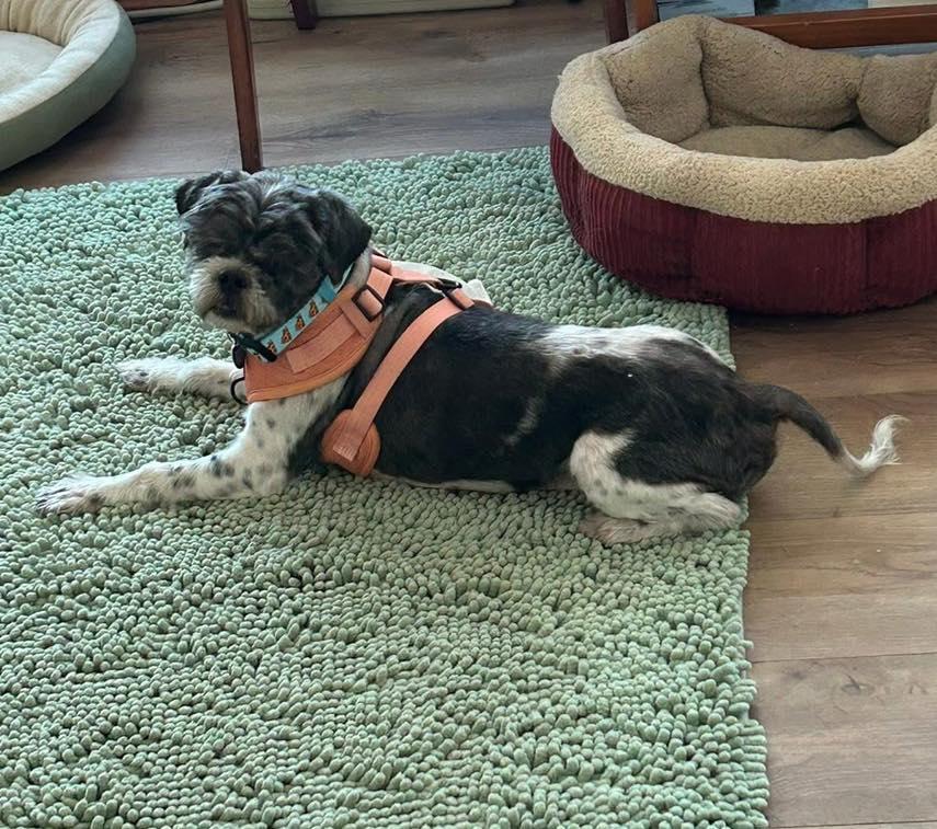 Raymond, an adopted Shih Tzu in Rockville, MD image 5/6