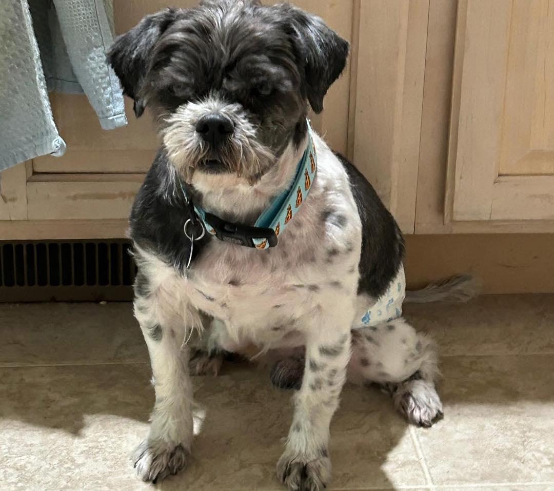 Raymond, an adopted Shih Tzu in Rockville, MD image 2/6