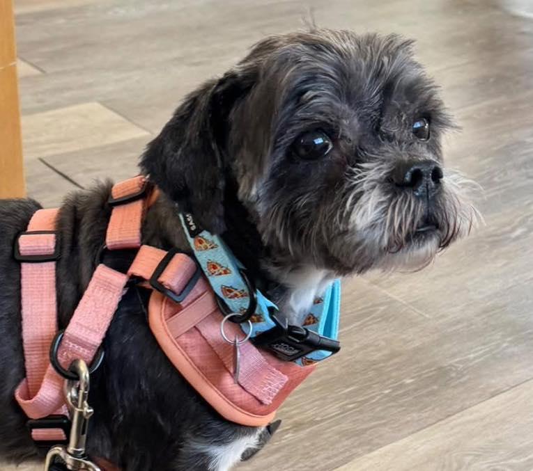 Raymond, adopted, Senior Male Shih Tzu.