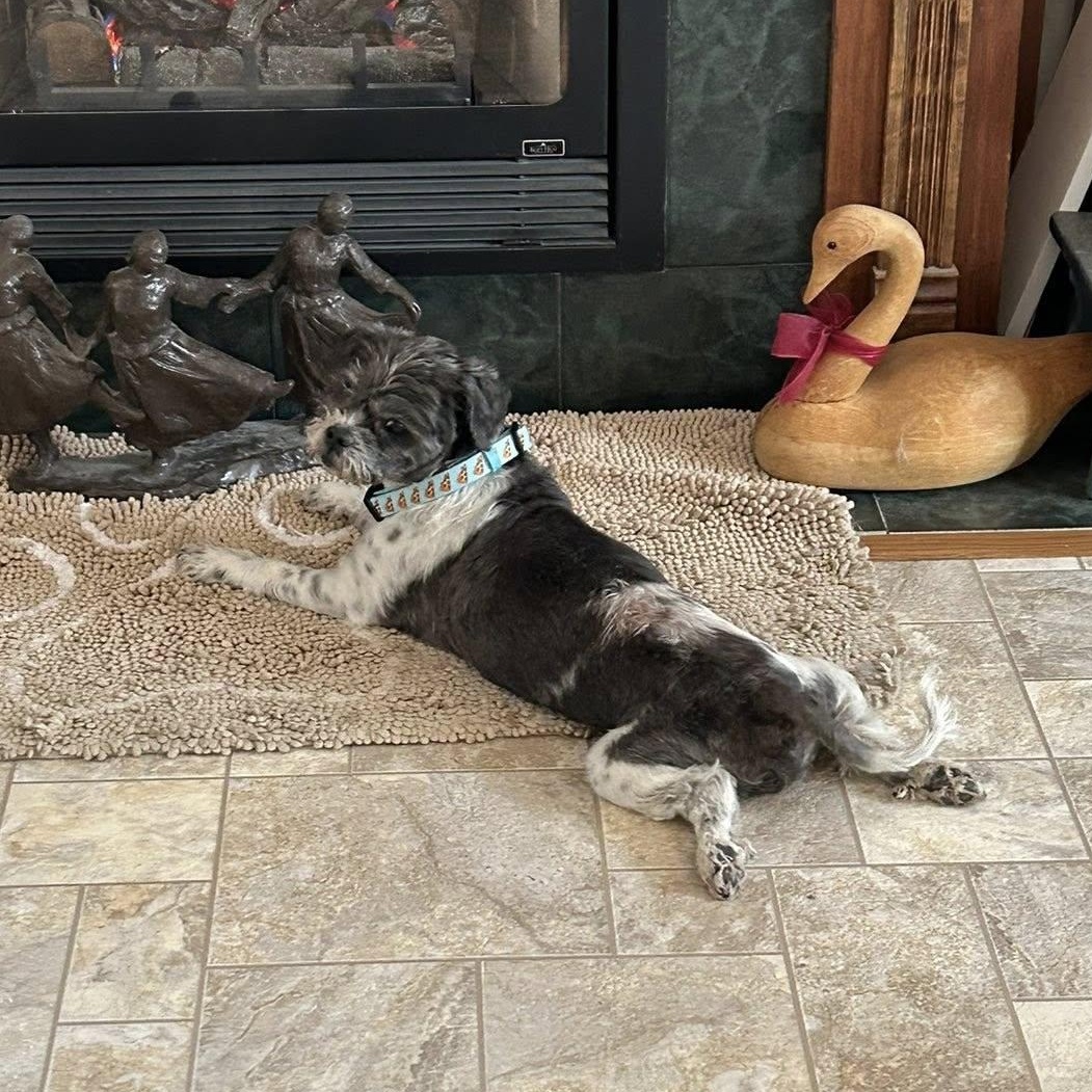 Raymond, an adopted Shih Tzu in Rockville, MD image 4/6