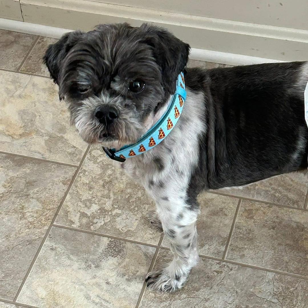 Raymond, an adopted Shih Tzu in Rockville, MD image 3/6