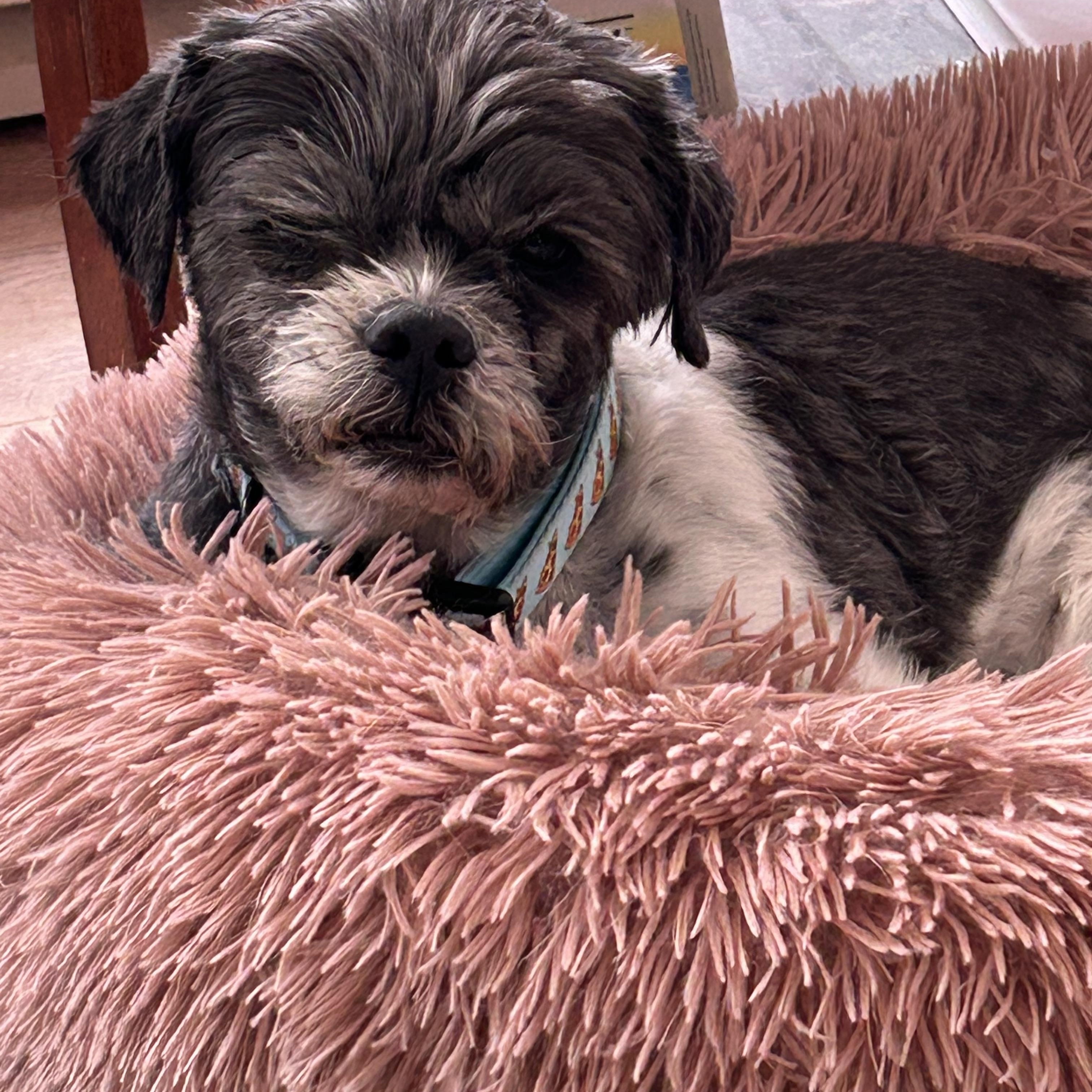 Raymond, an adopted Shih Tzu in Rockville, MD image 6/6