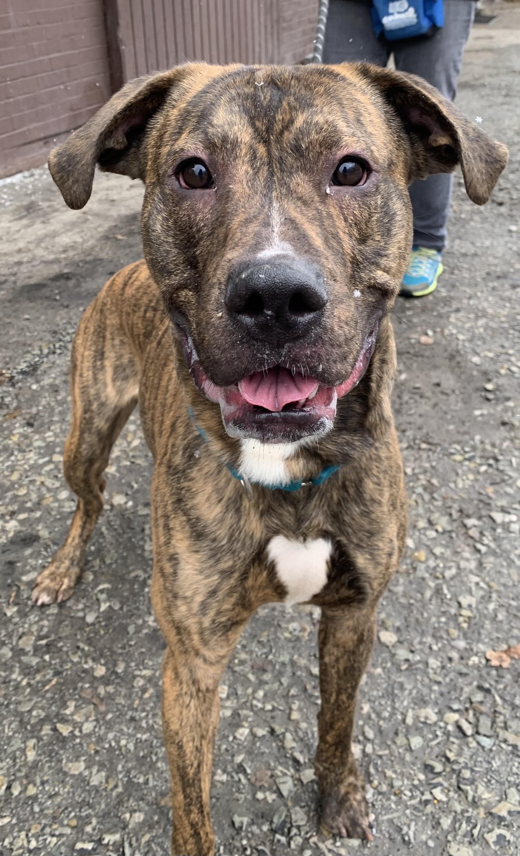 Enlarge Milton, a ADOPTABLE Mixed Breed in McKeesport, PA image 5/6