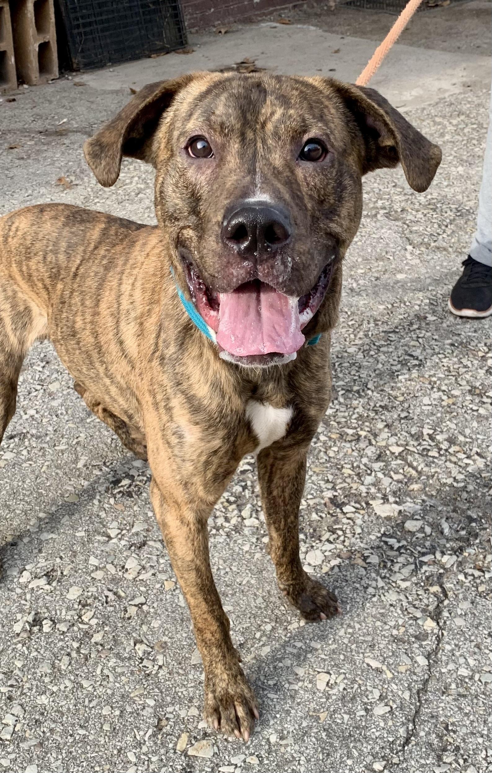 Enlarge Milton, an adopted Mixed Breed in McKeesport, PA image 5/6