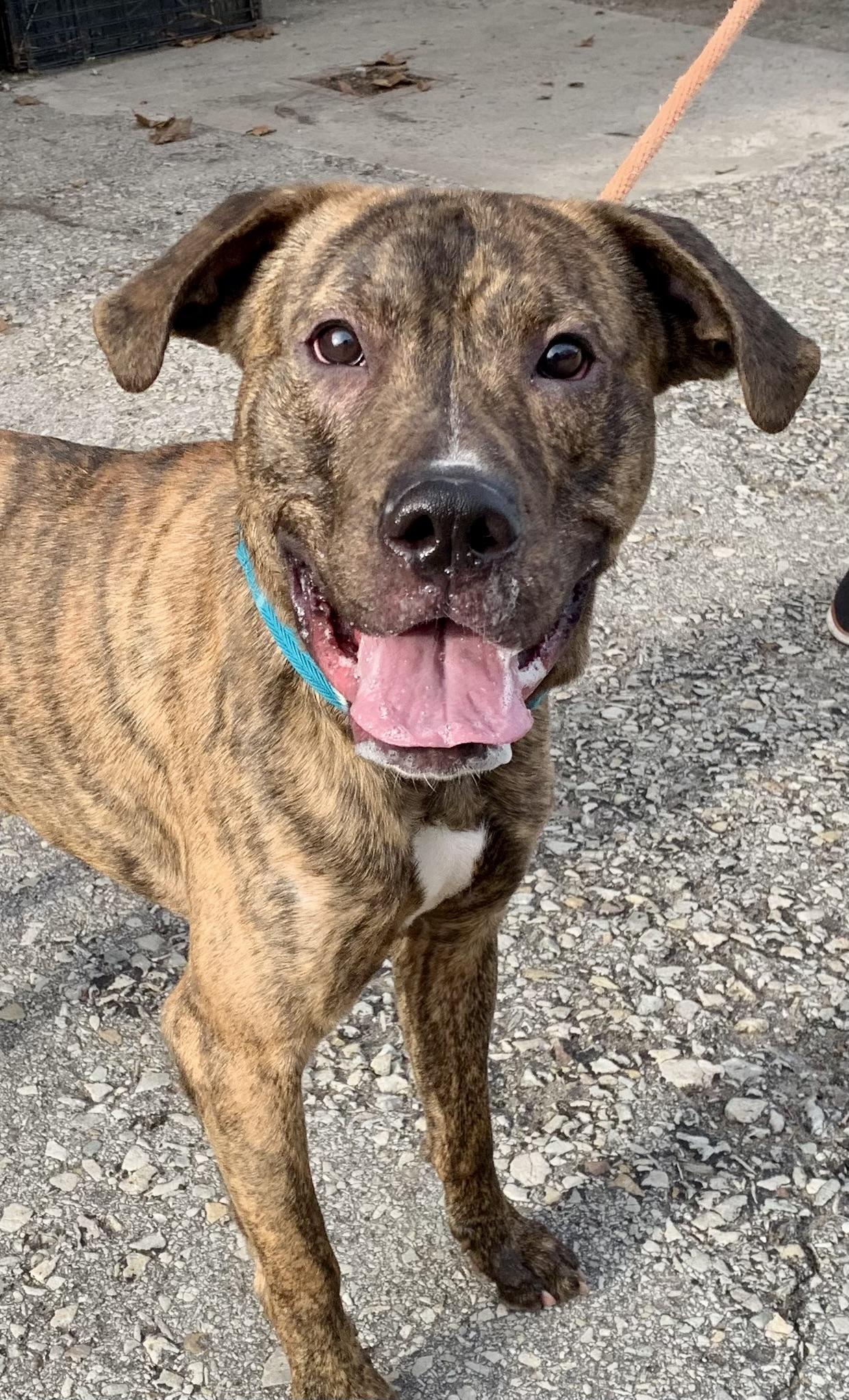 Enlarge Milton, an adopted Mixed Breed in McKeesport, PA image 4/6