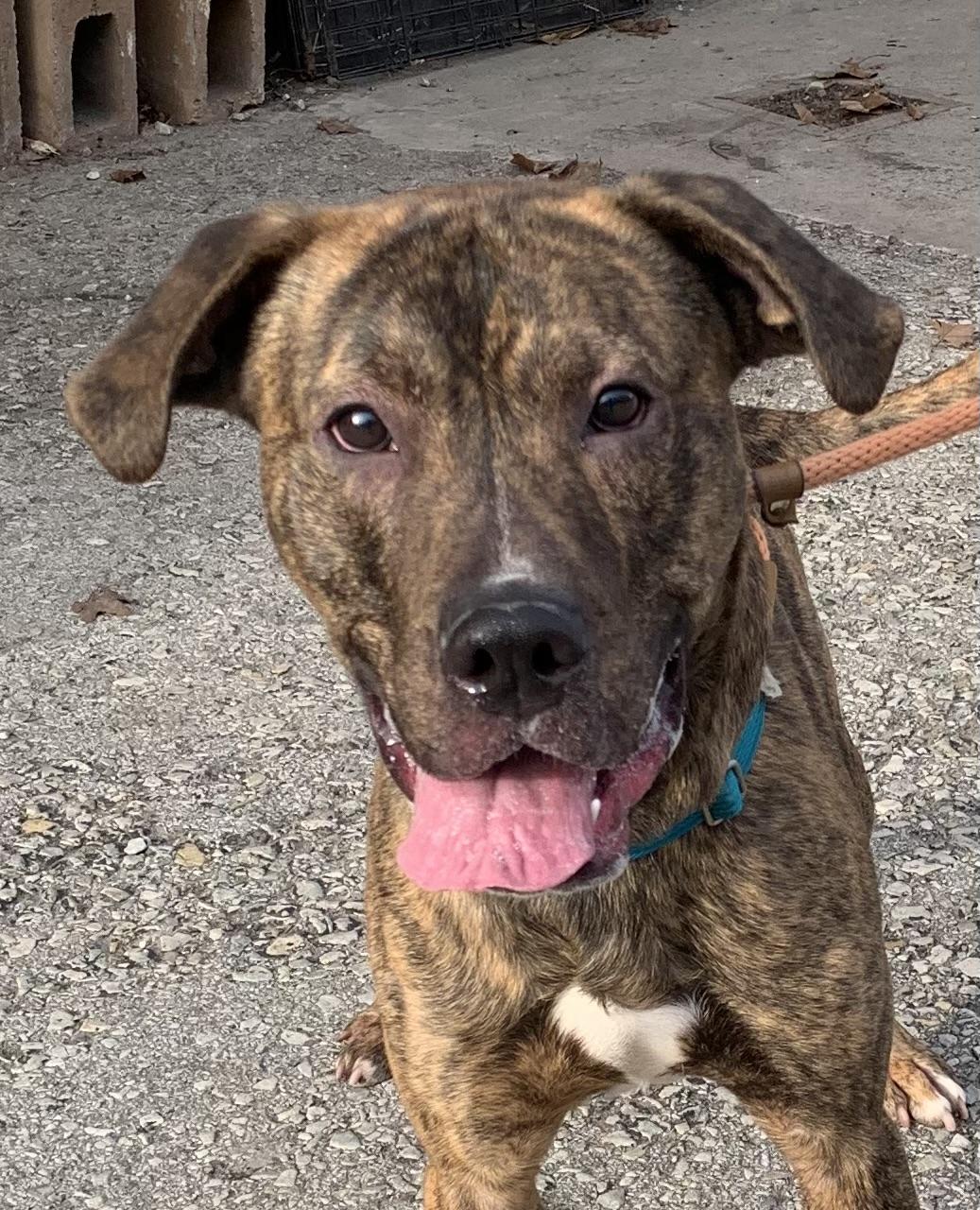 Enlarge Milton, an adopted Mixed Breed in McKeesport, PA image 2/6