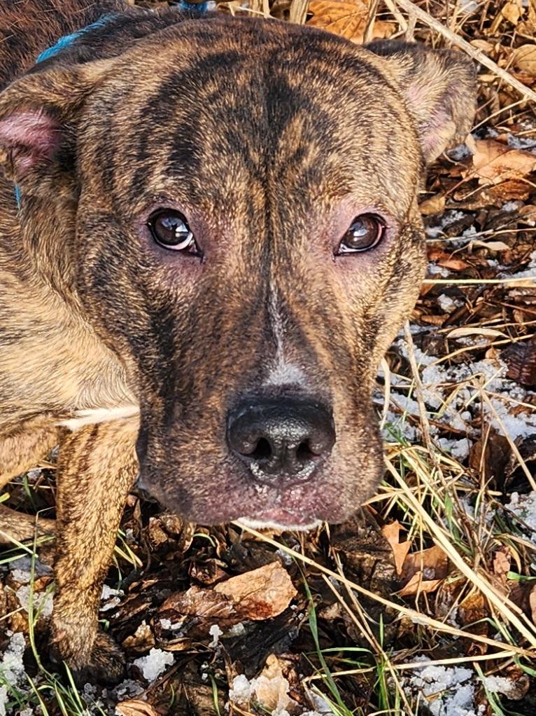 Enlarge Milton, a ADOPTABLE Mixed Breed in McKeesport, PA image 4/6