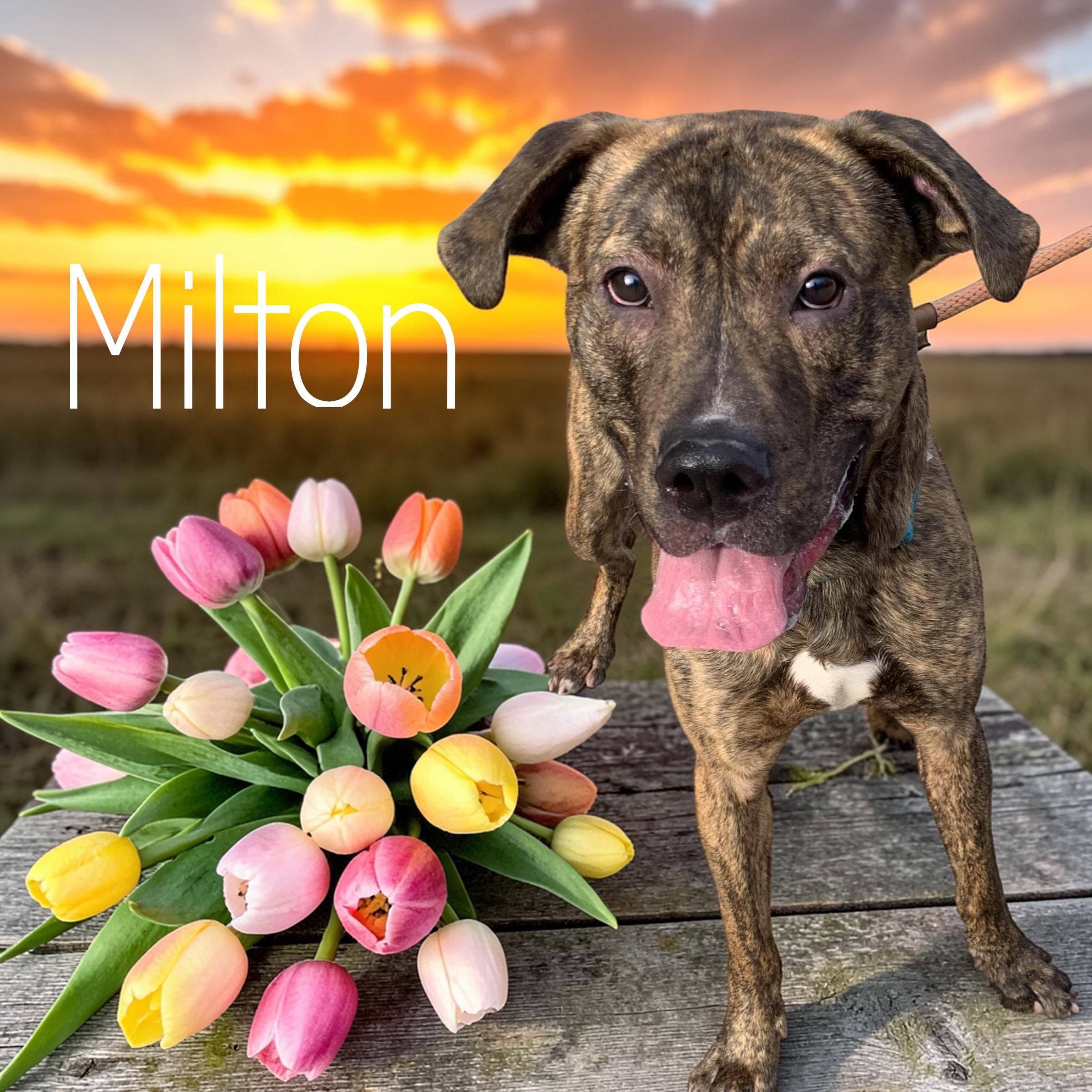 Milton, ADOPTABLE, Young Male Mixed Breed.