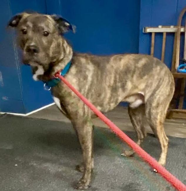 Milton, ADOPTABLE, Adult Male Mixed Breed.