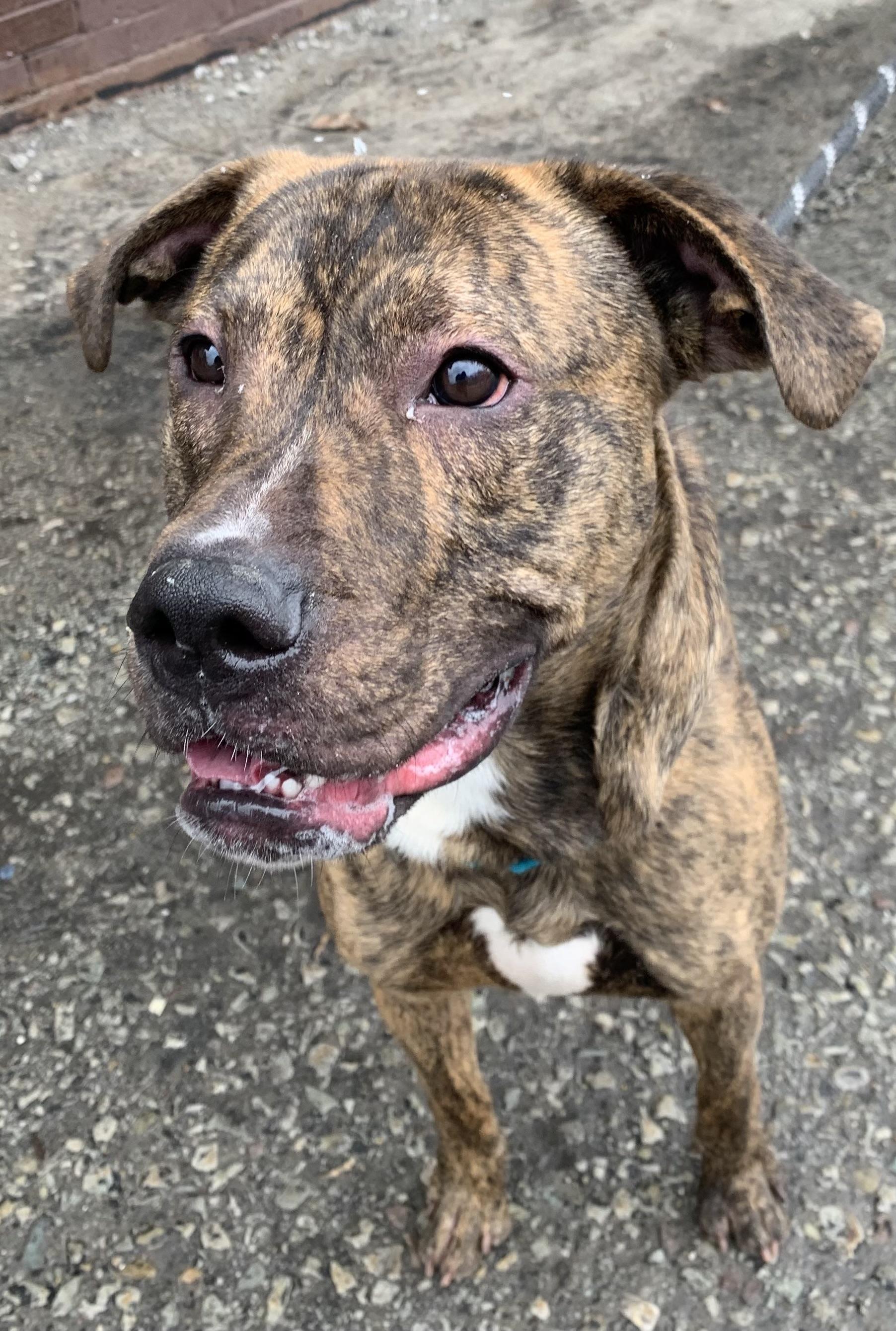 Enlarge Milton, a ADOPTABLE Mixed Breed in McKeesport, PA image 6/6