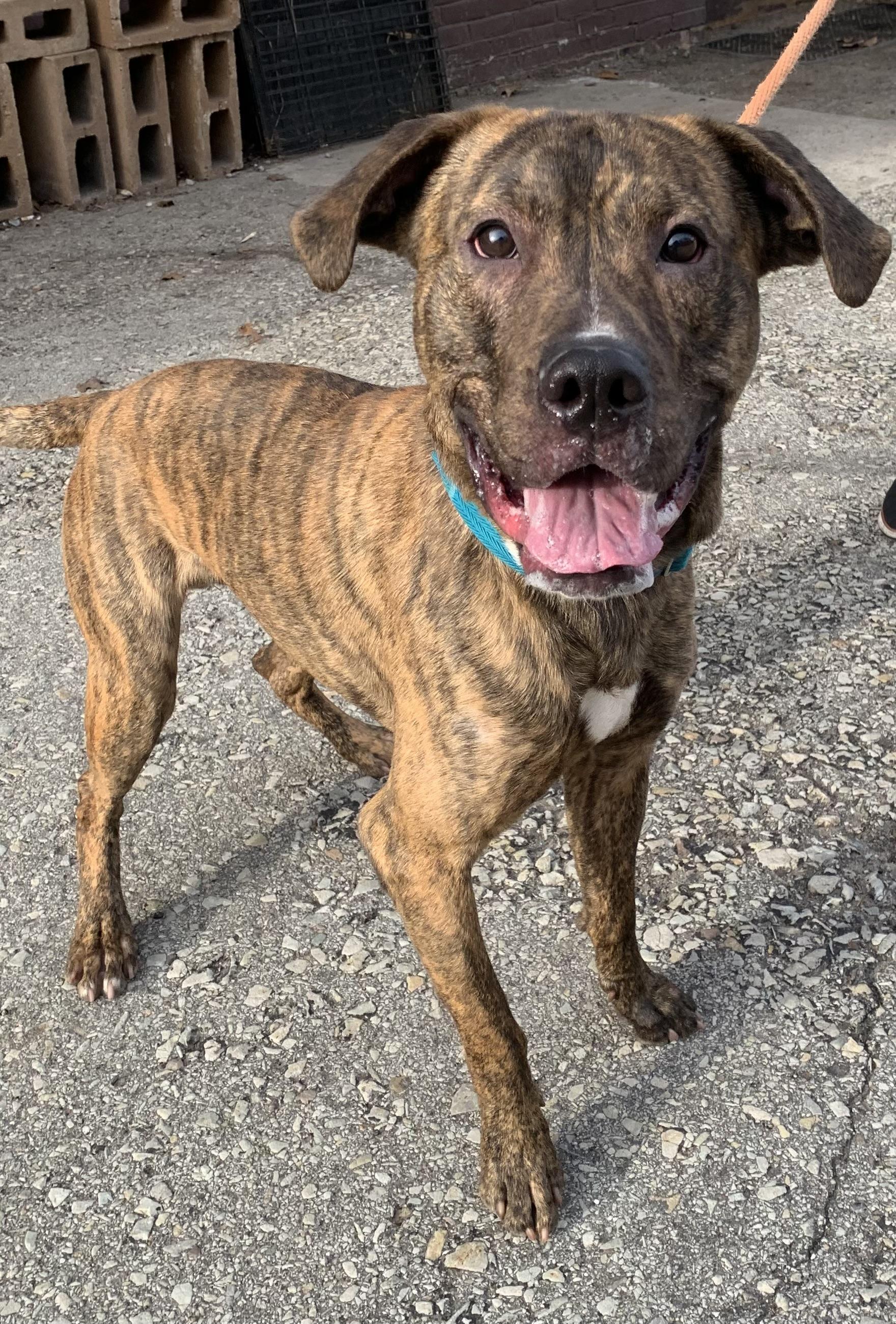 Enlarge Milton, an adopted Mixed Breed in McKeesport, PA image 6/6