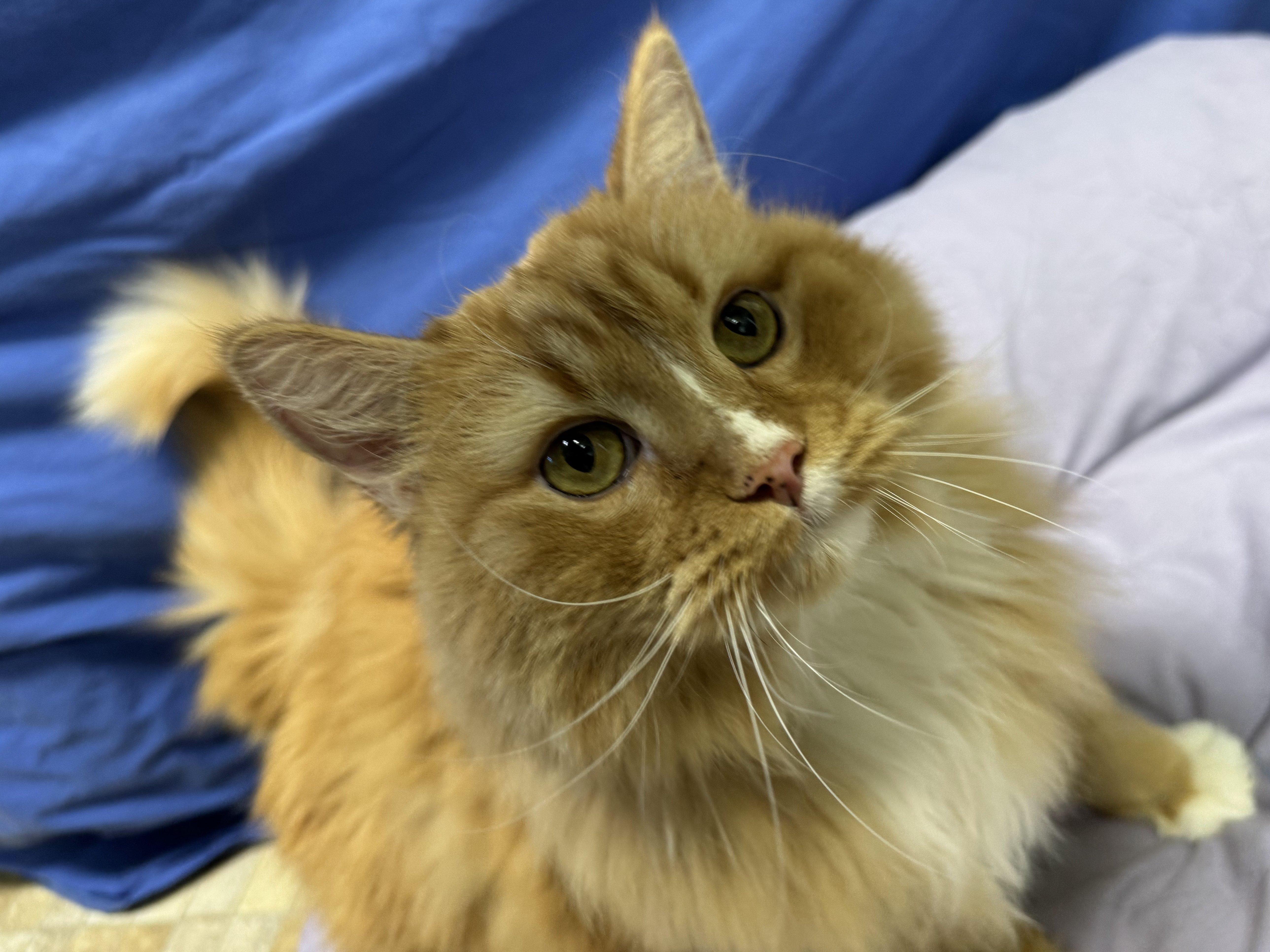 Mimosa, an adoptable Domestic Long Hair, Tabby in Republic, WA, 99166 | Photo Image 4
