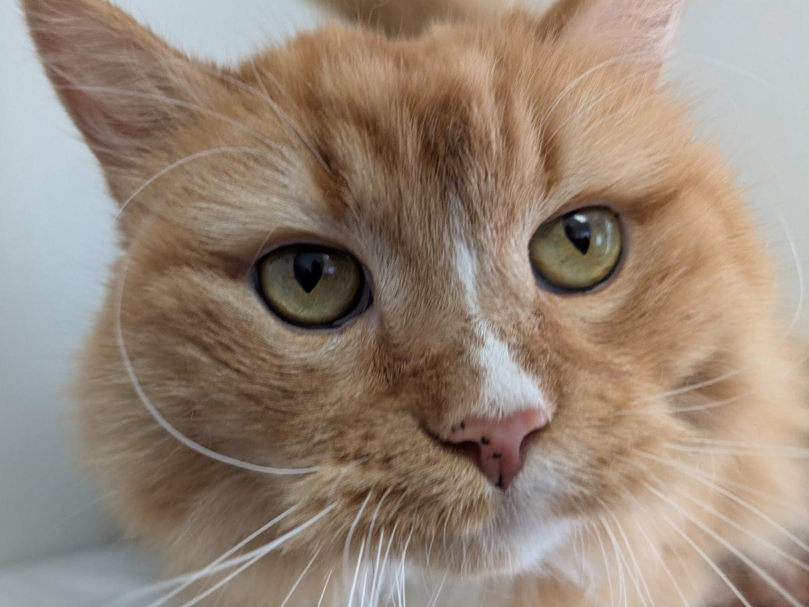 Mimosa, an adoptable Domestic Long Hair, Tabby in Republic, WA, 99166 | Photo Image 1