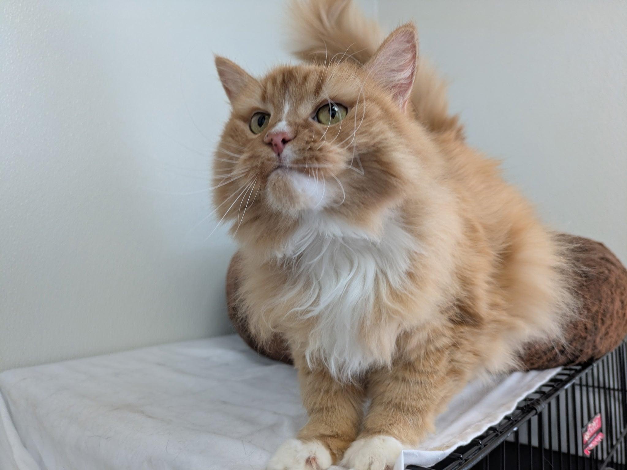 Mimosa, an adoptable Domestic Long Hair, Tabby in Republic, WA, 99166 | Photo Image 2