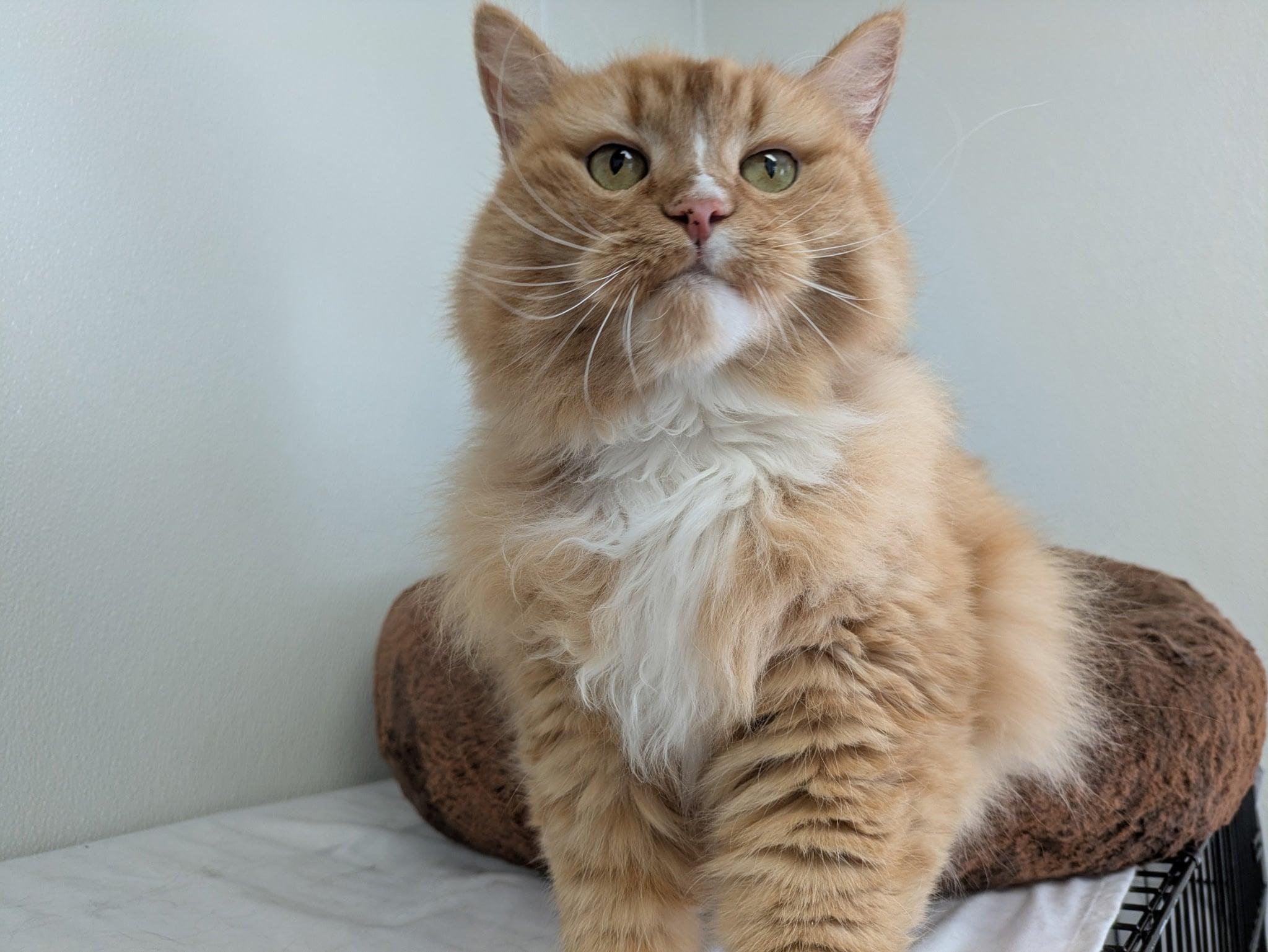 Mimosa, an adoptable Domestic Long Hair, Tabby in Republic, WA, 99166 | Photo Image 3