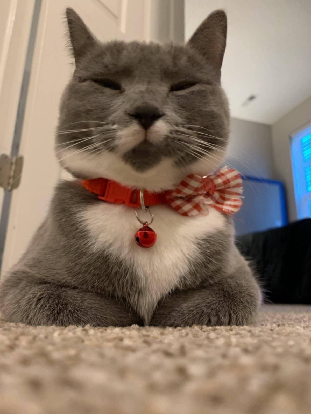 Enlarge Jack, an adopted mixed breed in Charlotte, NC image 1/3