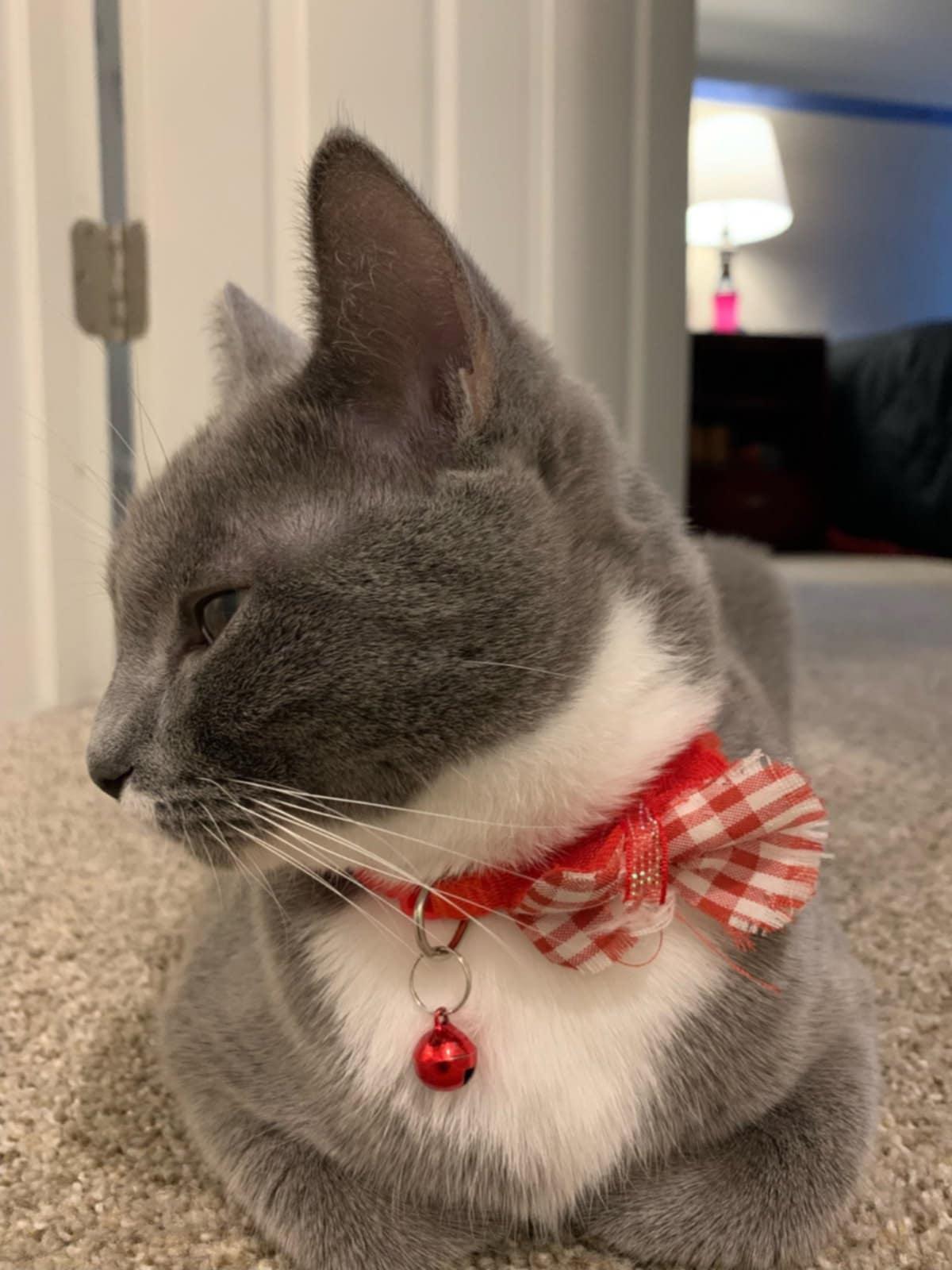 Jack — thumbnail 3