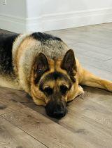 Enlarge Gus, a Adoptable German Shepherd Dog in Irvine, CA image 1/3
