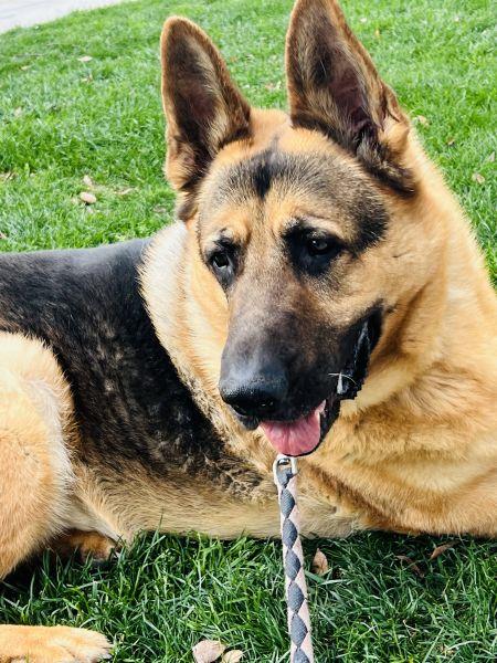 Enlarge Gus, a Adoptable German Shepherd Dog in Irvine, CA image 2/3