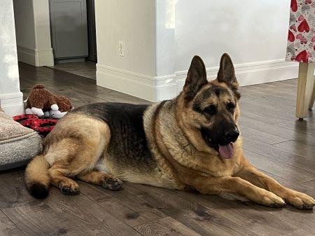Enlarge Gus, a Adoptable German Shepherd Dog in Irvine, CA image 3/3