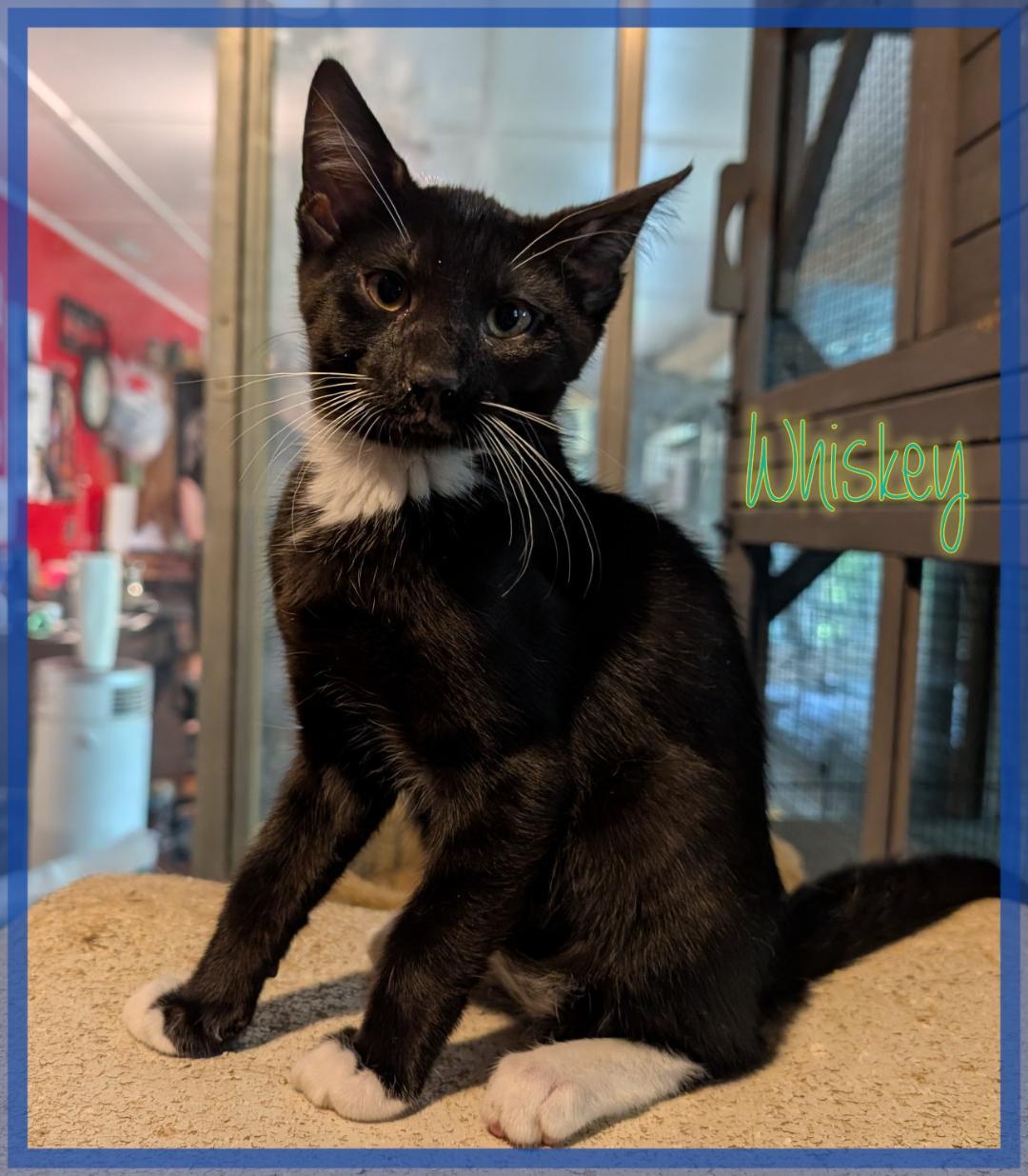 Enlarge Whiskey, a Adoptable Domestic Short Hair in Great Mills, MD image 1/1
