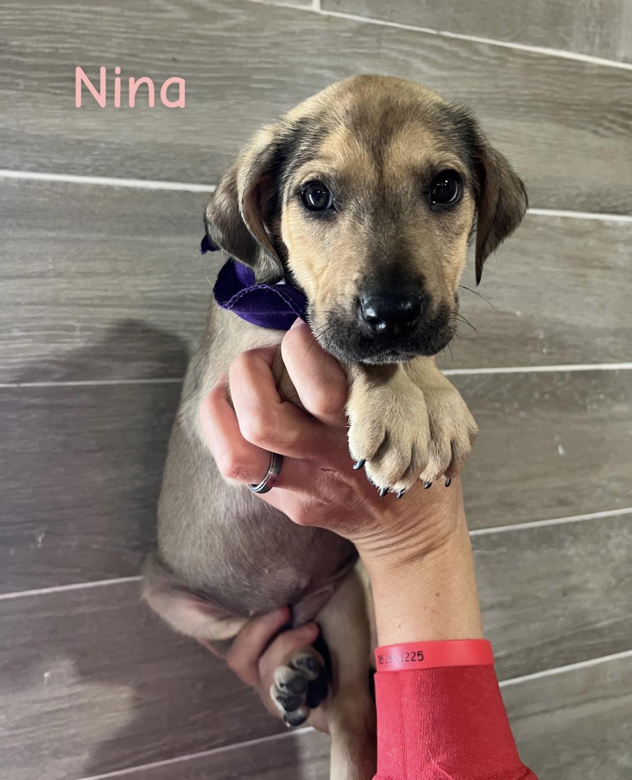 Nina, Adoptable, Puppy Female Shepherd & Hound.