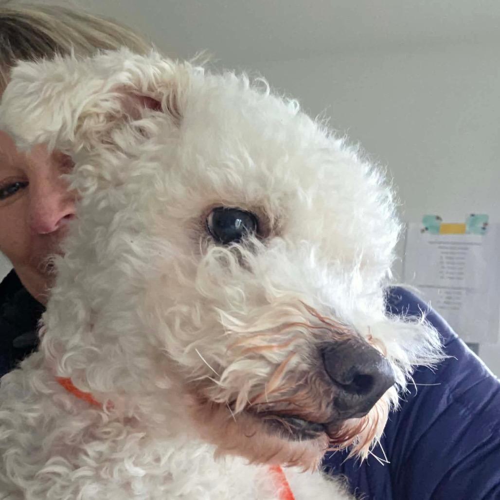 Scooter — thumbnail 2