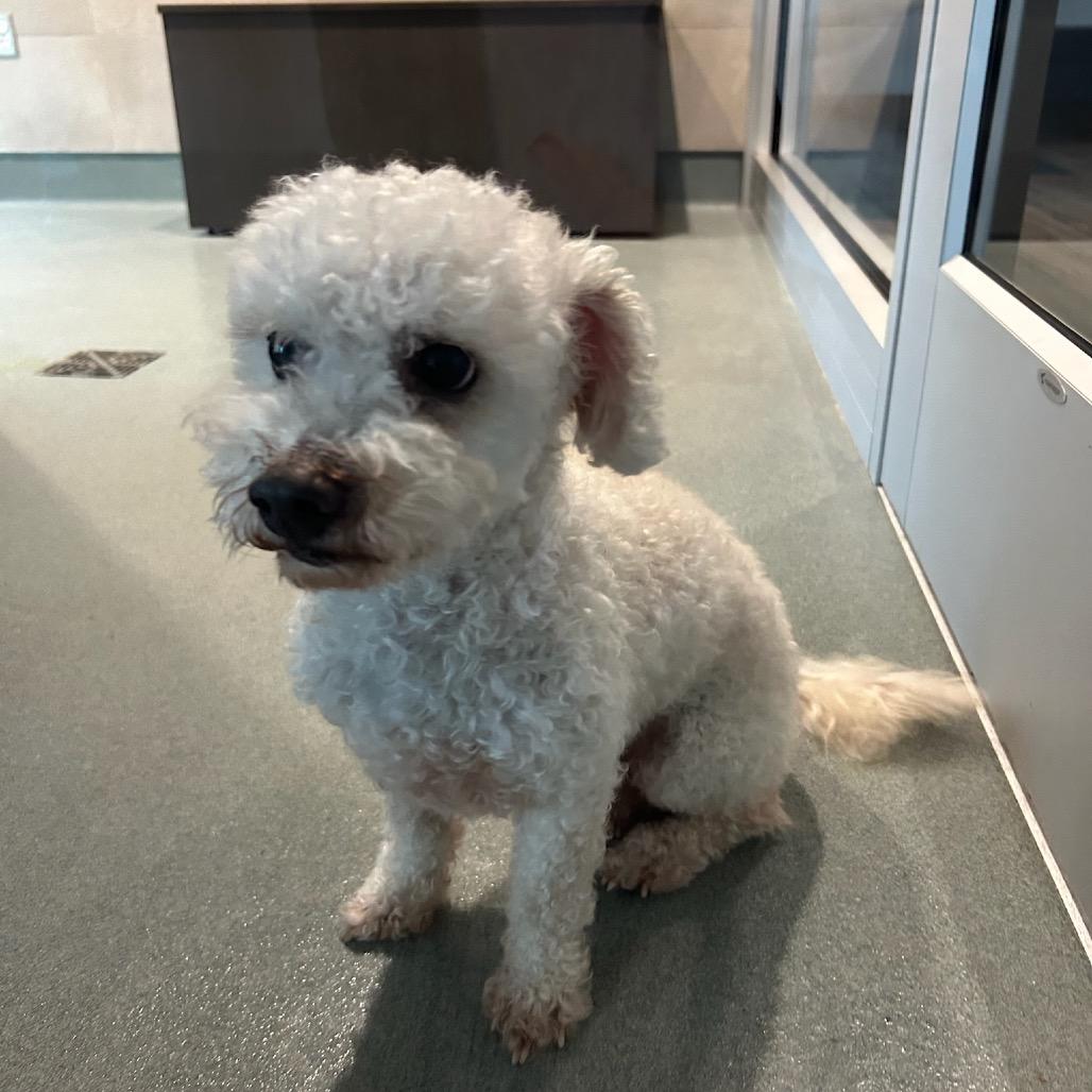 Scooter — thumbnail 3