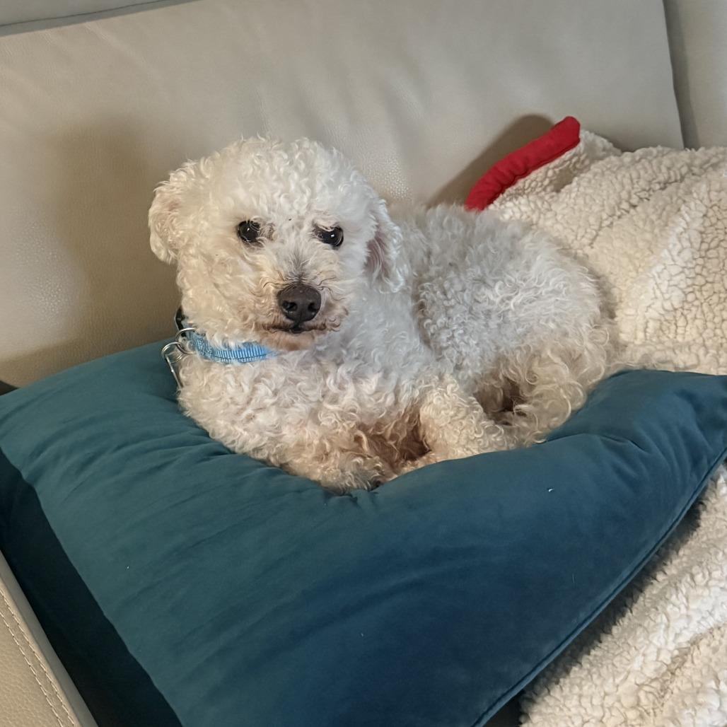 Scooter — thumbnail 5