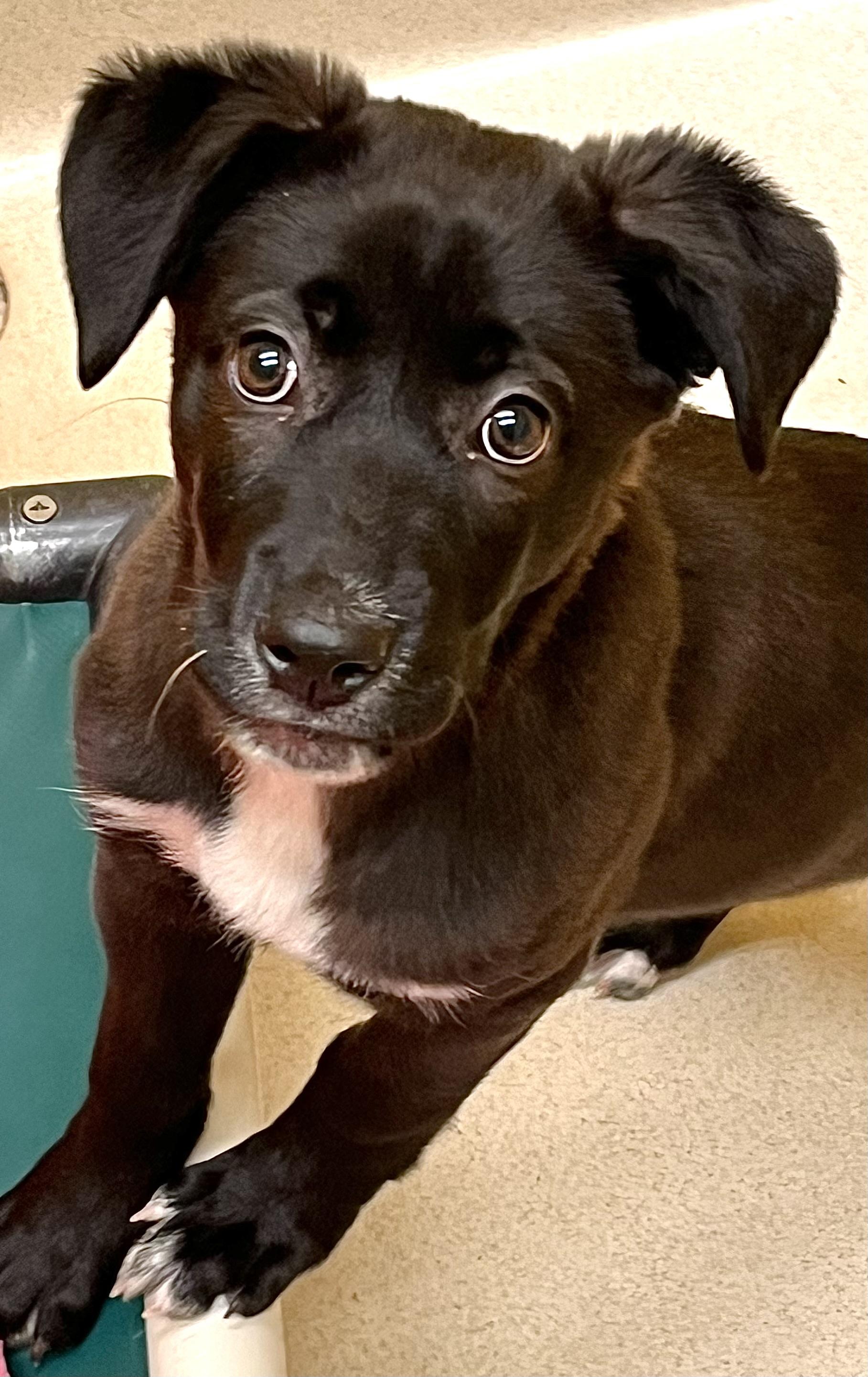 Bebe, adopted, Puppy Female Black Labrador Retriever.