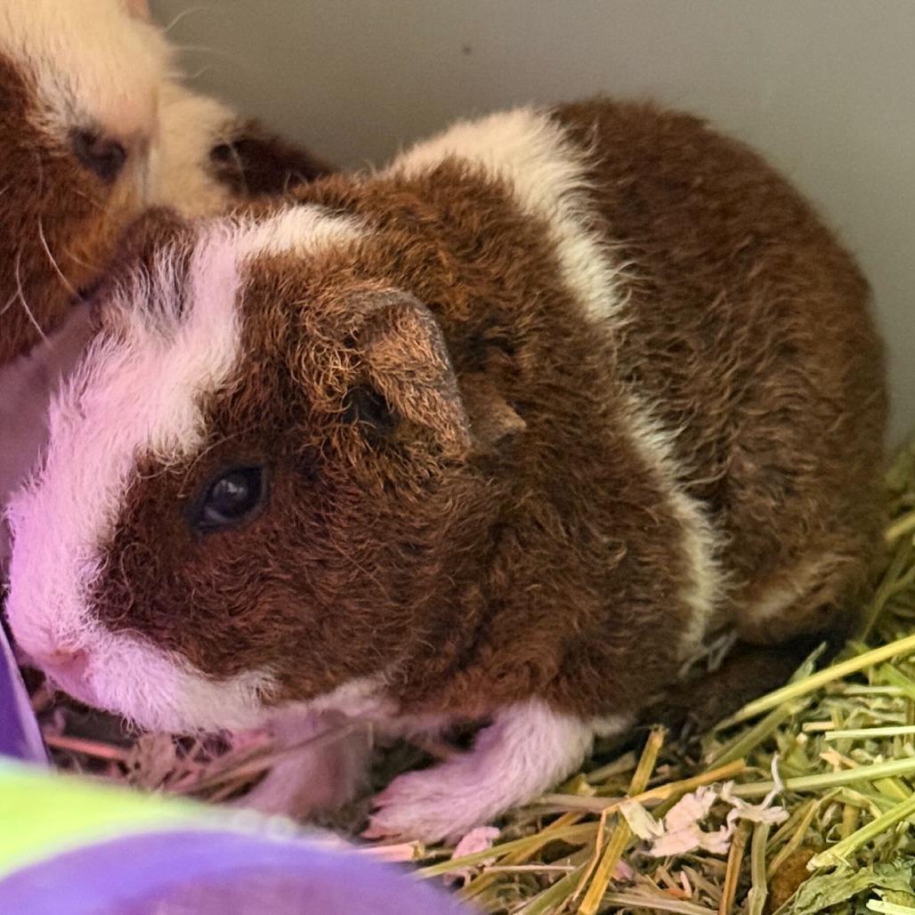 Enlarge Pudgey (25-4G-1), a Adoptable Guinea Pig in Rifle, CO image 1/2