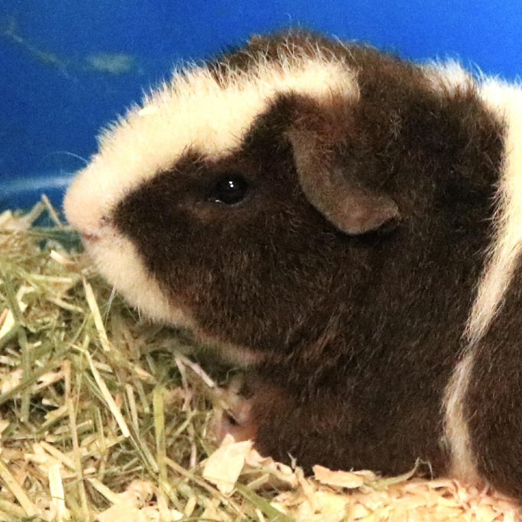 Enlarge Pudgey (25-4G-1), a Adoptable Guinea Pig in Rifle, CO image 2/4