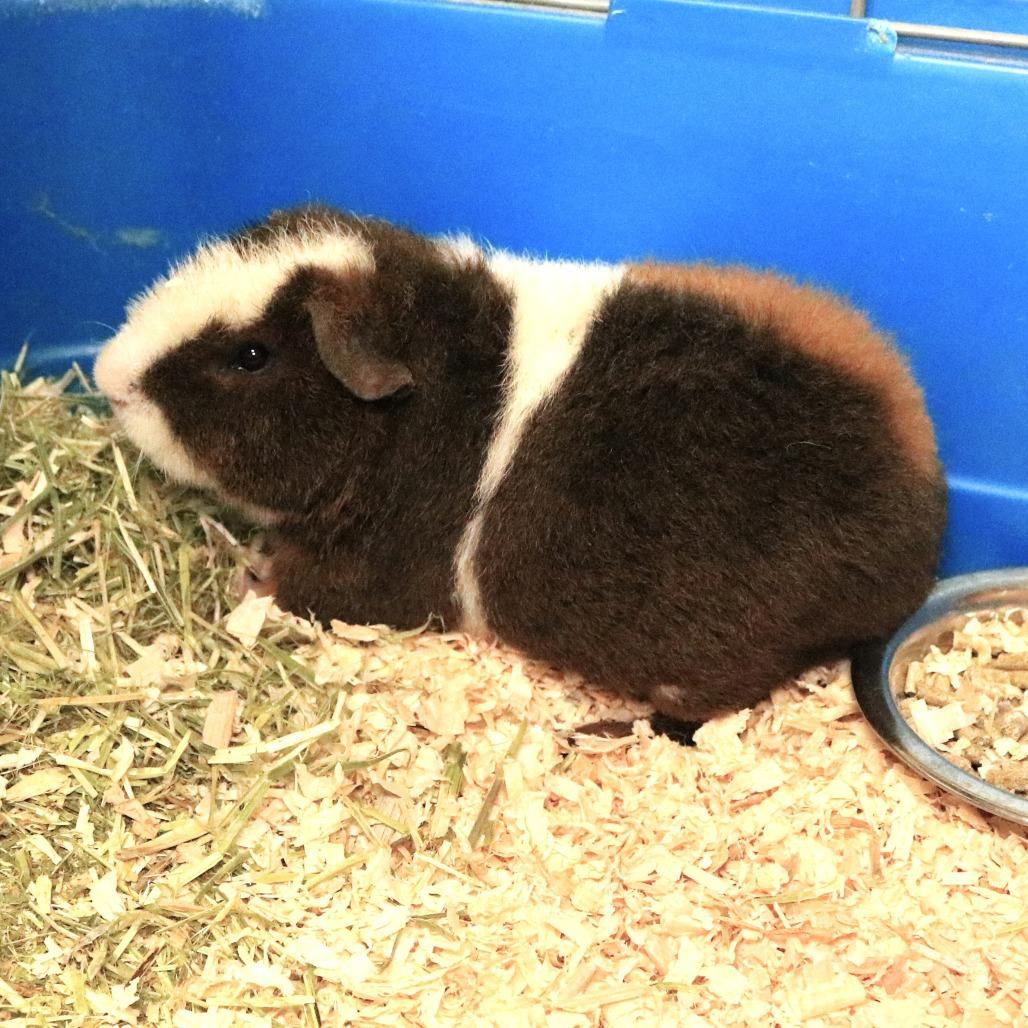 Enlarge Pudgey (25-4G-1), a Adoptable Guinea Pig in Rifle, CO image 3/4