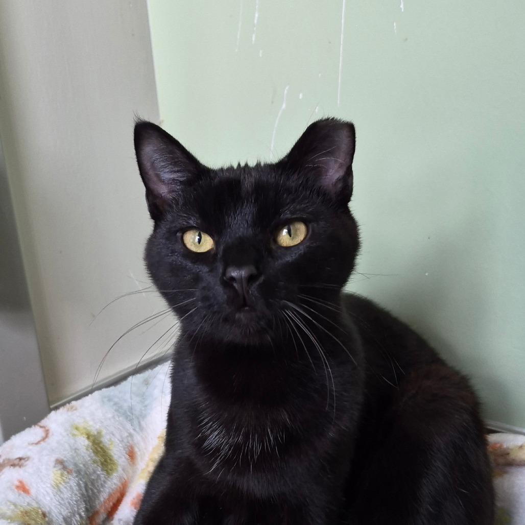 Enlarge Benjamin bonded w/ Meredith, a Adoptable Domestic Short Hair in Columbia Station, OH image 1/2