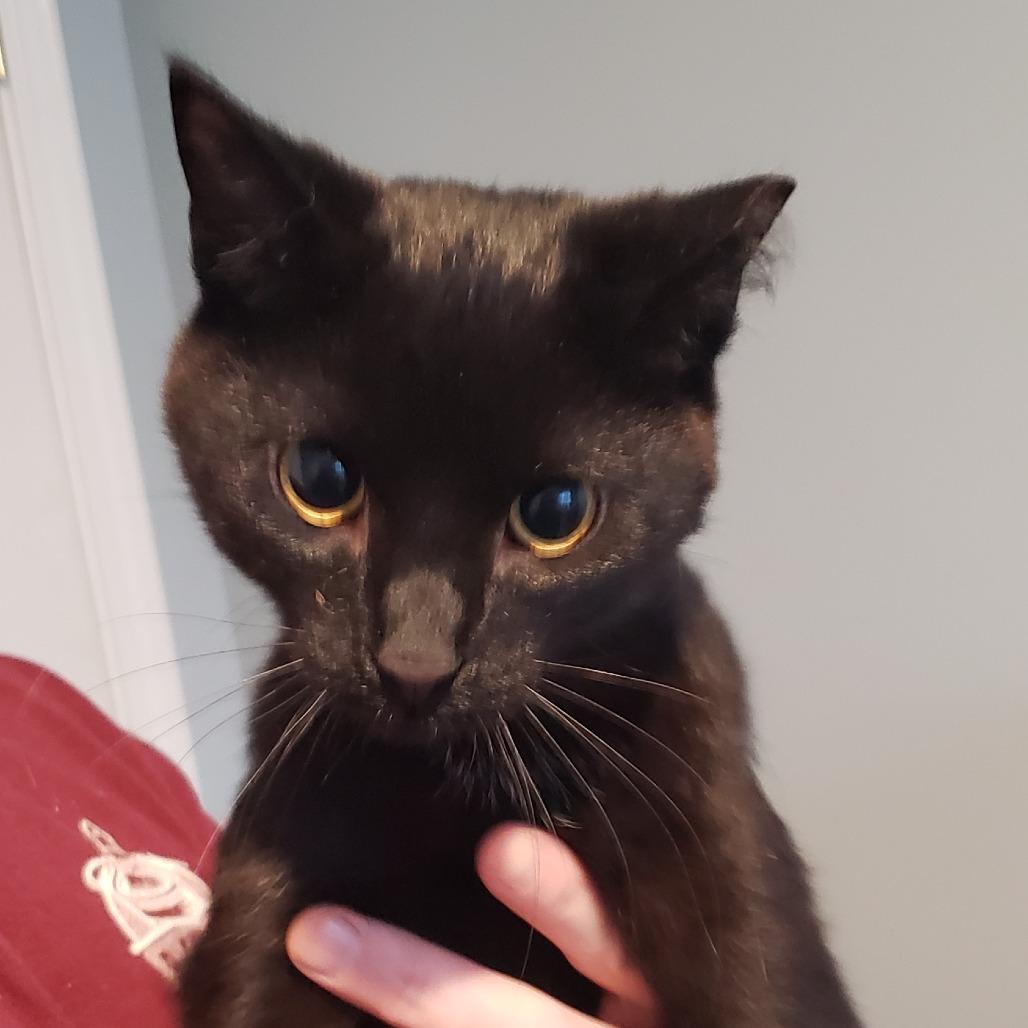 Enlarge Benjamin bonded w/ Meredith, a Adoptable Domestic Short Hair in Columbia Station, OH image 2/2