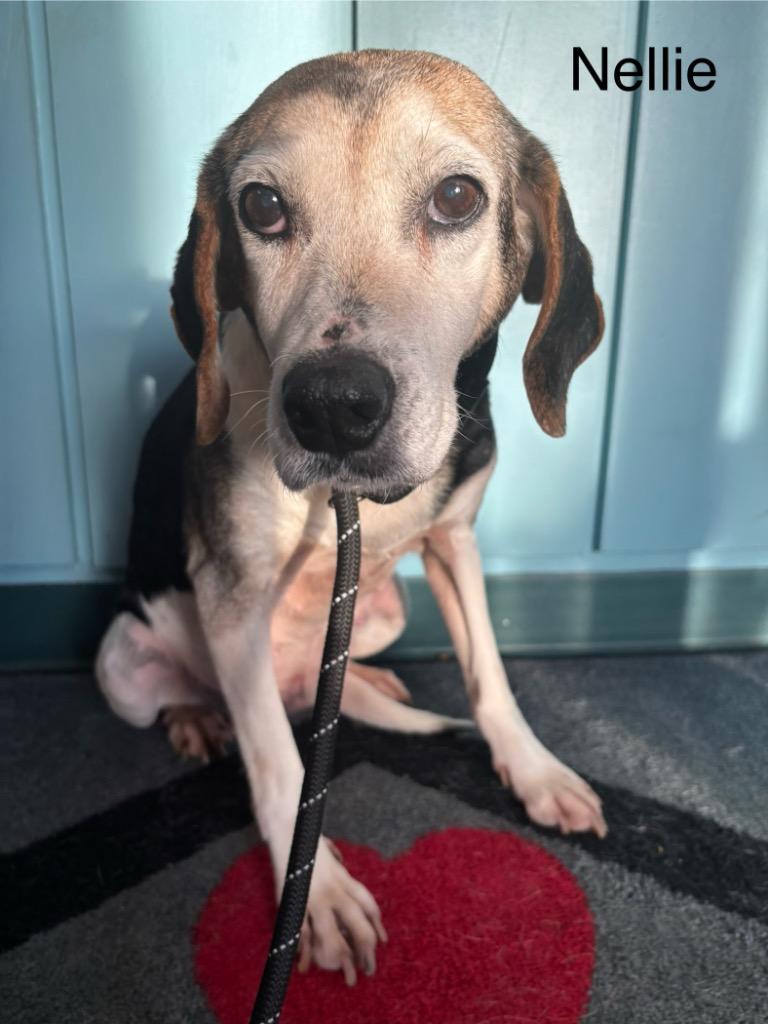 B3 Nellie, Adoptable, Senior Female Beagle & Hound.