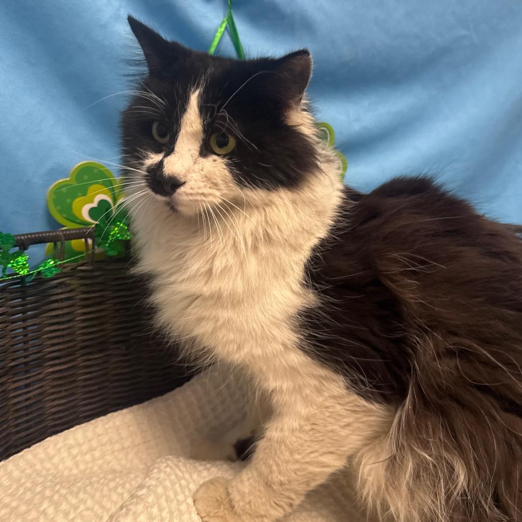 Enlarge Gonzo, a Adoptable Domestic Short Hair in Henderson, NV image 1/1