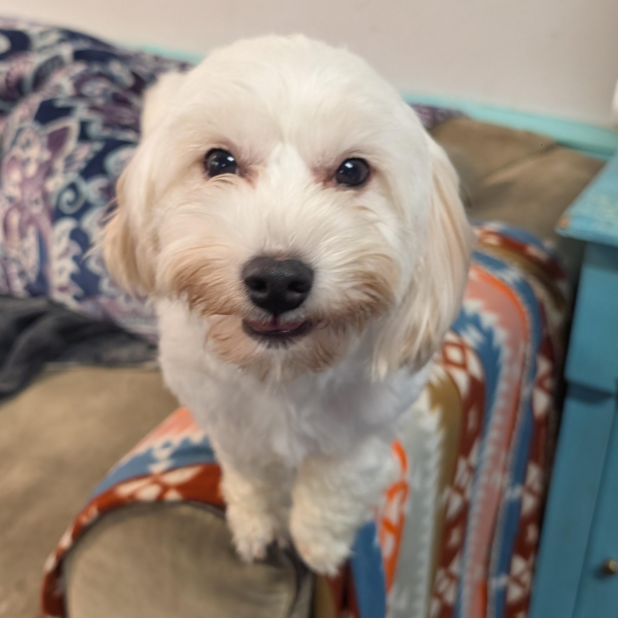 Enlarge Betty White, a Adoptable mixed breed in Tacoma, WA image 1/3